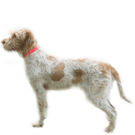 Spinone Italiano Dog Breed Information - Dognomics