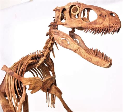 Replica skeleton of Deinonychus antirrhopus 1.7 x 3.3 m - Catawiki