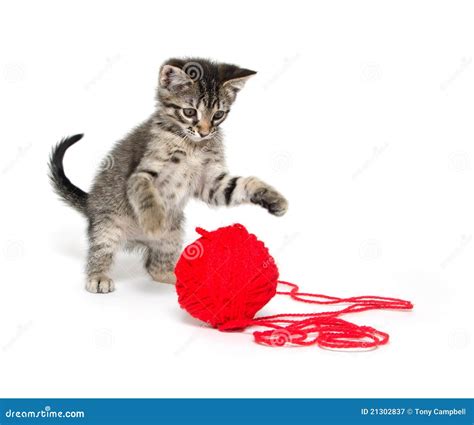 Cat Playing With Yarn Royalty-Free Stock Photography | CartoonDealer ...