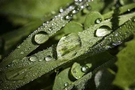 HD wallpaper: micro photography of green grass, Water, drops, leaves ...