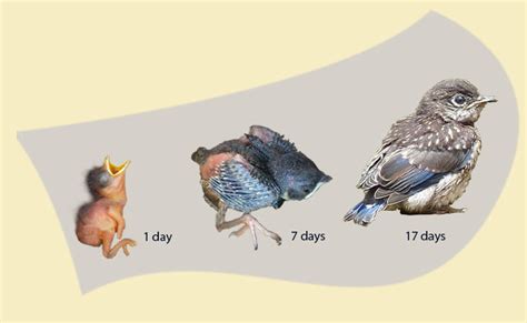 Bluebird Life Cycle