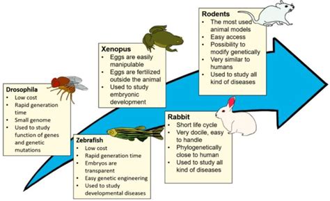 7 Examples of Multicellular Organisms as Research Models in ...