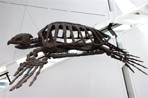 Archelon: The Giant Sea Turtle of the Cretaceous Period