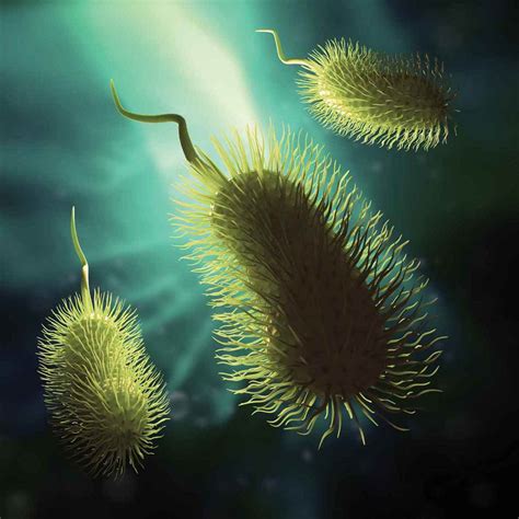 Figure 1.6. Prokaryotic Cell Specializations: Flagella and Fimbriae