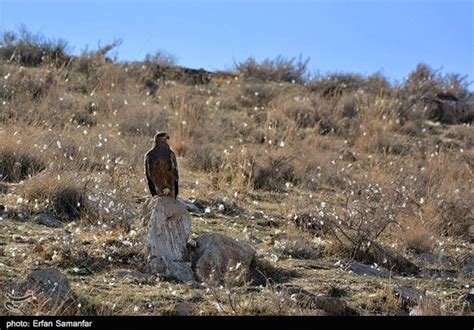 Golden Eagles living in Alborz and Zagros mountains in Iran (Photos)