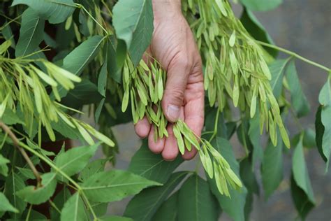 Collecting ash seeds this year may give the species a second chance ...