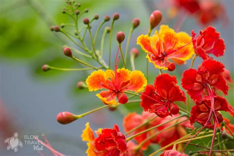 Hoa Phượng, flowering plants in Huế gardens - Slow Travel Hue