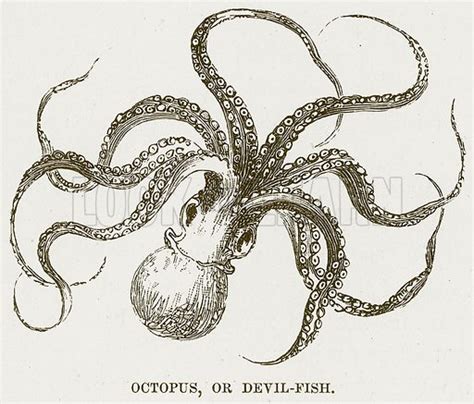 Octopus, or Devil-Fish stock image | Look and Learn