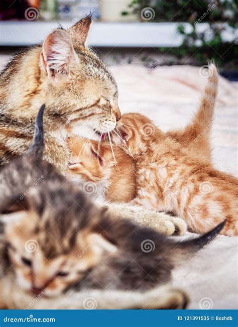 Mother Cat Nursing Baby Kittens Stock Image - Image of eating, kitty ...