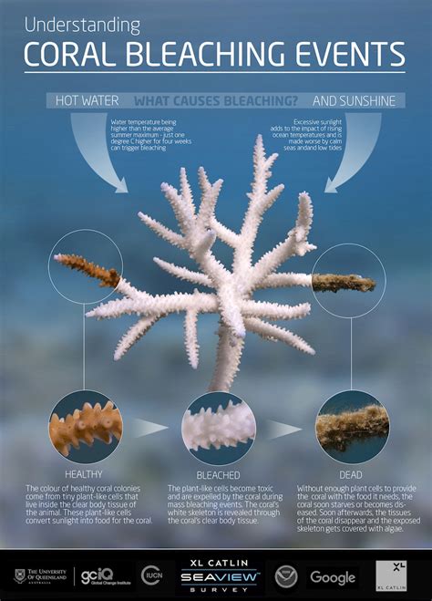 Why is the Great Barrier Reef Under Threat? — Gaia Discovery