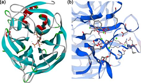 Structure Prediction and Enzymatic Properties of Phytase phyS