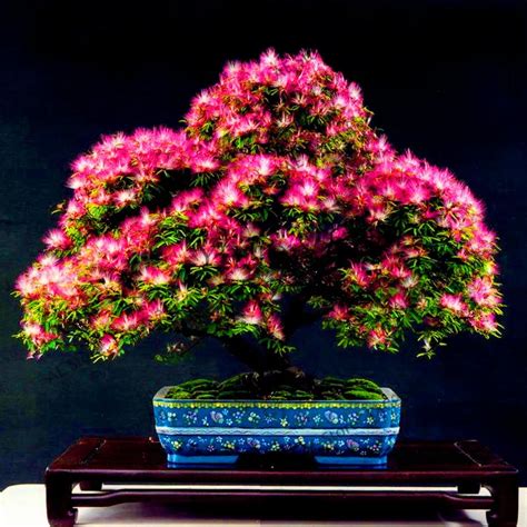 New Arrival!Albizia Julibrissin Tree plant Mimosa Acacia flores Potted ...