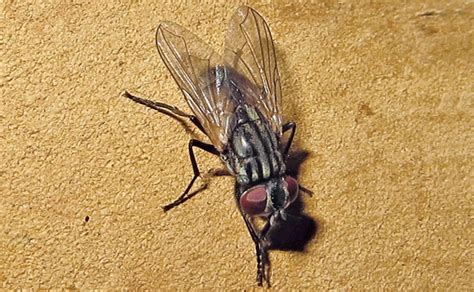 House flies can transmit 65 diseases : Pest Management Professional