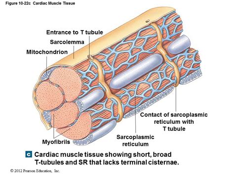 Cardiac Muscle Structure