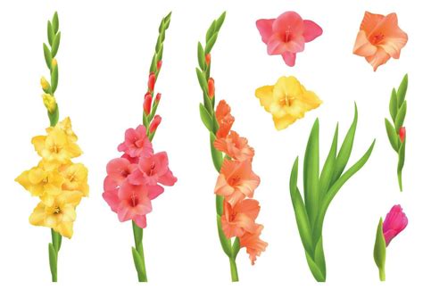 Gladiolus Realistic Set 24854676 Vector Art at Vecteezy