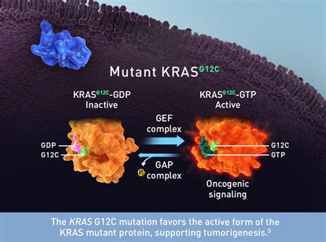 Targeting KRAS-G12C to Block Oncogenic Signaling | Amgen