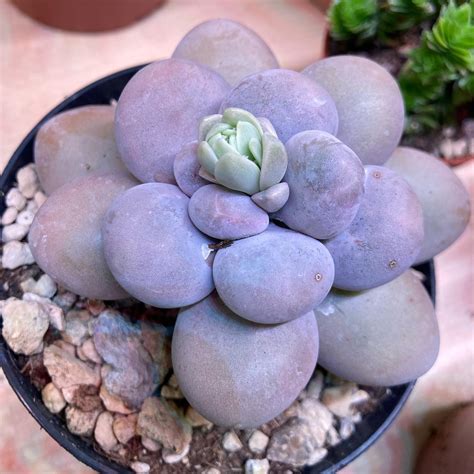 10 Popular Purple Succulents That Are Perfect For Indoor Garden