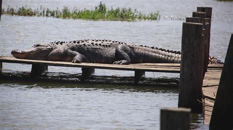 Alligators spotted at Lake Worth over Memorial Day Weekend | wfaa.com