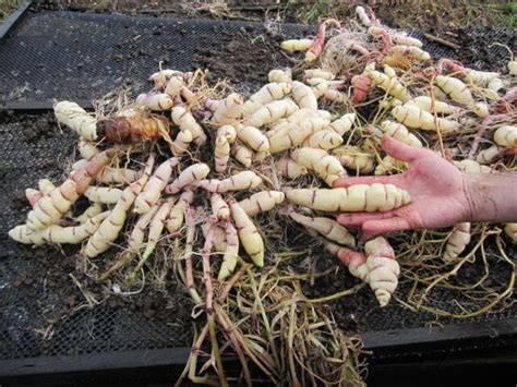 mashua, yacon, oca: growing edible andean tubers, with help from peace ...