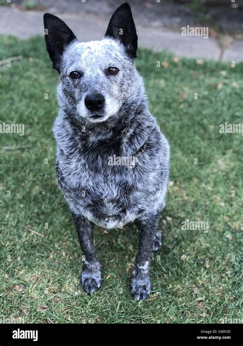 Black and white cattle dog Stock Photo - Alamy