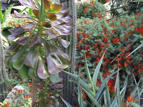 The Eden Project Pt 3 - The Mediterranean Biome - Easymalc's Wanderings