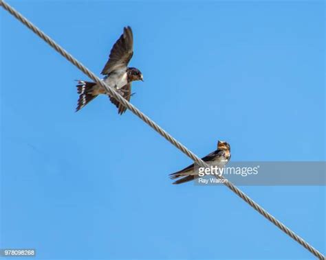 1,413 Two Birds On A Wire Stock Photos, High-Res Pictures, and Images ...