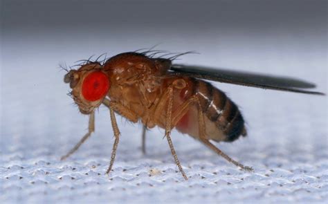 Fruit Flies | A Guide To Fruit Fly Identification, Prevention & Control