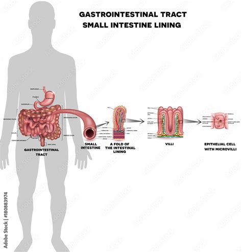 Small intestine lining anatomy, a fold of the intestinal lining, villi ...