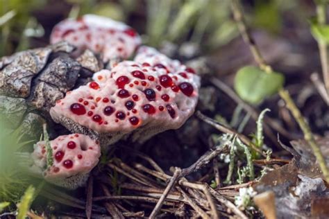 Bleeding Tooth Fungus - What You Need To Know About Hydnellum Peckii