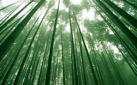 Bamboo Wallpapers | Best Wallpapers