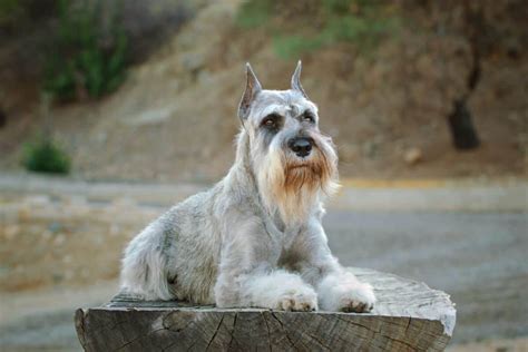 Schnauzer Ear Cropping: Everything You Need to Know