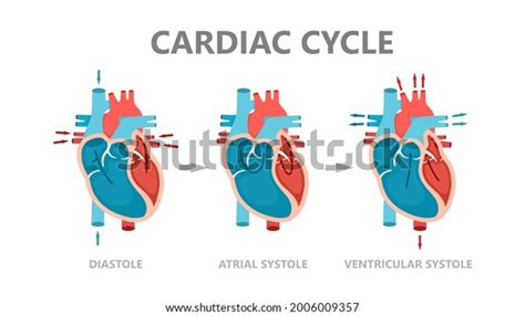 76 Atrial Diastole Images, Stock Photos, 3D objects, & Vectors ...