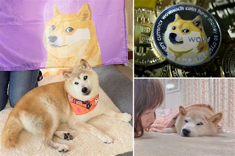 Farewell to Kabosu: The Beloved Dogecoin Icon Passes Away – Davidson News