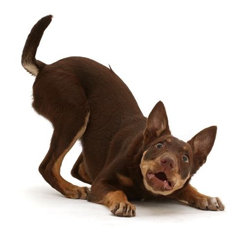 Australian Kelpie Puppies Behavior And Characteristics In Different ...