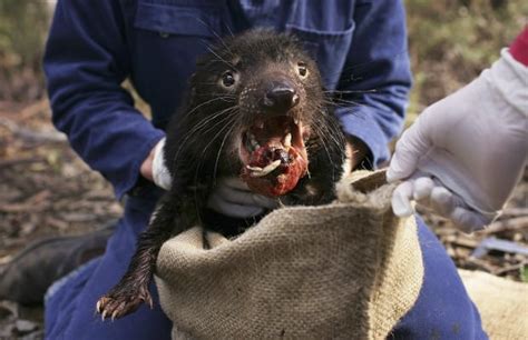 Tasmanian Devils are learning to live with the cancer that was pushing ...