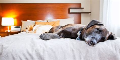 Dog-Friendly Hotels | Pet-Friendly Hotel Deals | Travelzoo