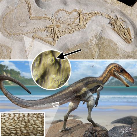 Carnivorous dinosaur had crocodile-like senses