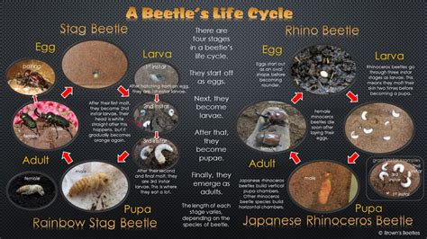 Flour Beetle Life Cycle