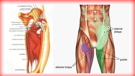 Diagram Of Male Groin Area / 10 Best images about Lymphatic Health on ...