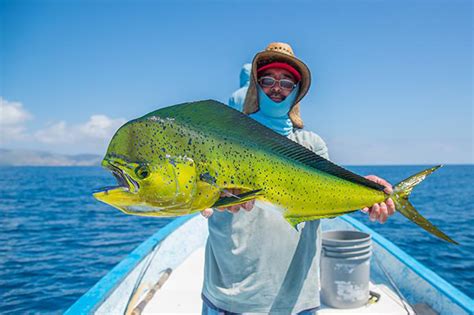 Mahi-Mahi – RI Fishing