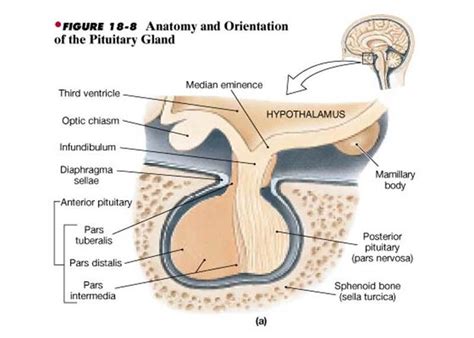 diaphragma sellae: separate cerebrum and hypophysis #anatomy | Anatomy ...