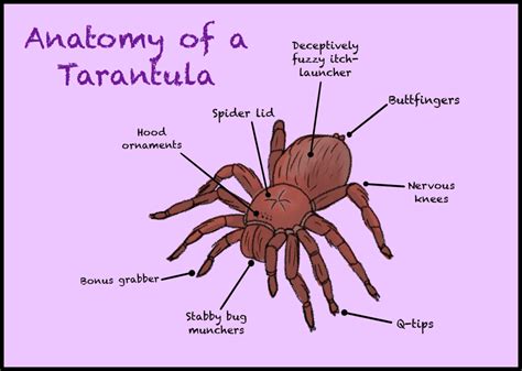 Tarantula Anatomy Diagram