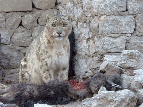 To Protect Endangered Carnivores, We Must Also Protect Livestock - Snow ...