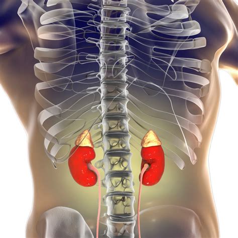 The Anatomy of the Kidney | Interactive Biology, with Leslie Samuel