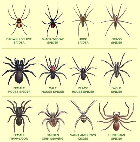 How to Spider-Proof Your Home (There’s One Thing That Actually Works ...