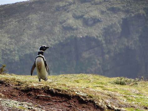 Researchers Discover New Colony of Magellanic Penguins | Sci.News