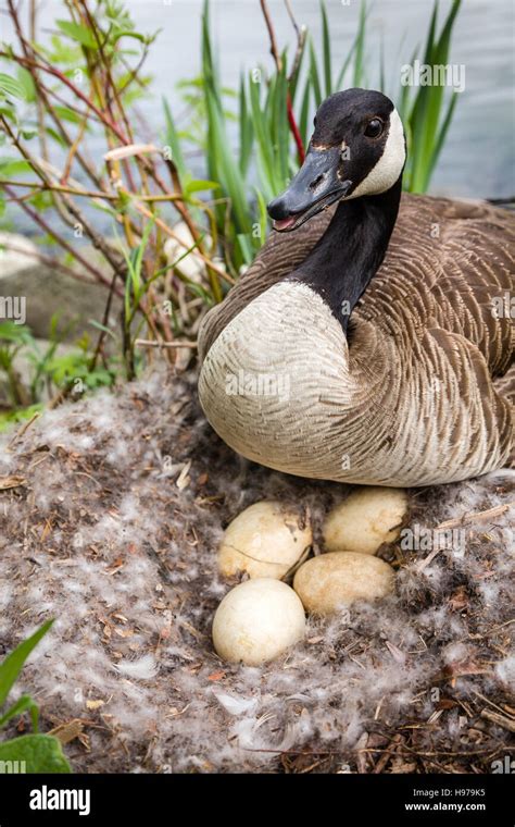 Canada goose hen defending nest hi-res stock photography and images - Alamy