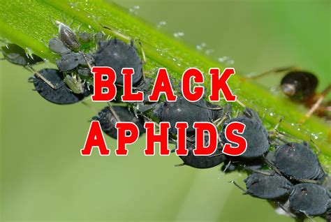 Black Aphids What Are They And How To Kill Them With, 53% OFF