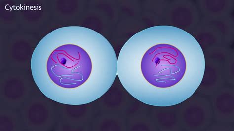 Mitosis and the Cell Cycle Animation - YouTube