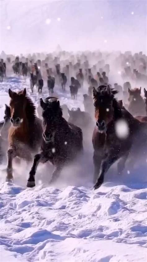 Wild Horses running in snow | Horse photos, Most beautiful animals ...